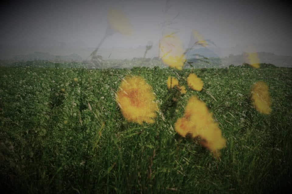 시로 쓴 생물도감 #알뜨르의 봄